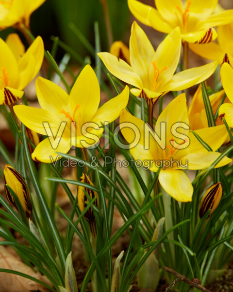 Crocus Little Amber Crocus Little Amber