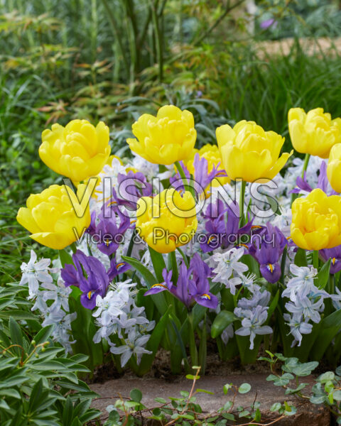 Mixed spring flowers Mixed spring flowers