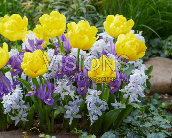 Mixed spring flowers Mixed spring flowers