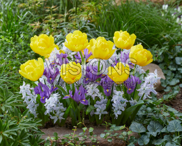 Mixed spring flowers Mixed spring flowers