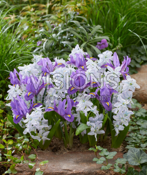Iris reticulata Scent Sational, Scilla mischtschenkoana Tubergeniana Iris reticulata Scent Sational, Scilla mischtschenkoana Tubergeniana