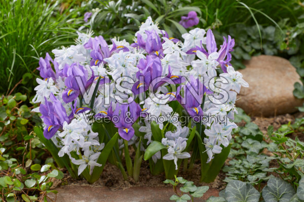 Iris reticulata Scent Sational, Scilla mischtschenkoana Tubergeniana Iris reticulata Scent Sational, Scilla mischtschenkoana Tubergeniana