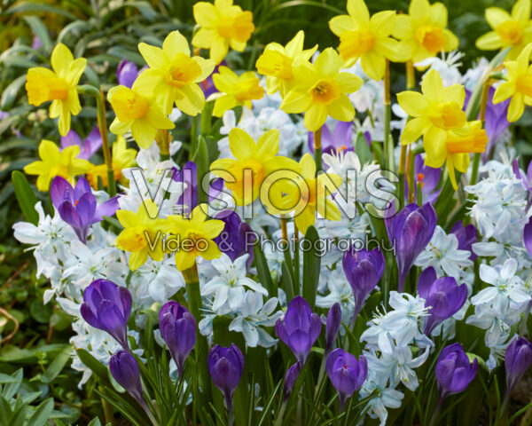 Mixed spring flowers Mixed spring flowers
