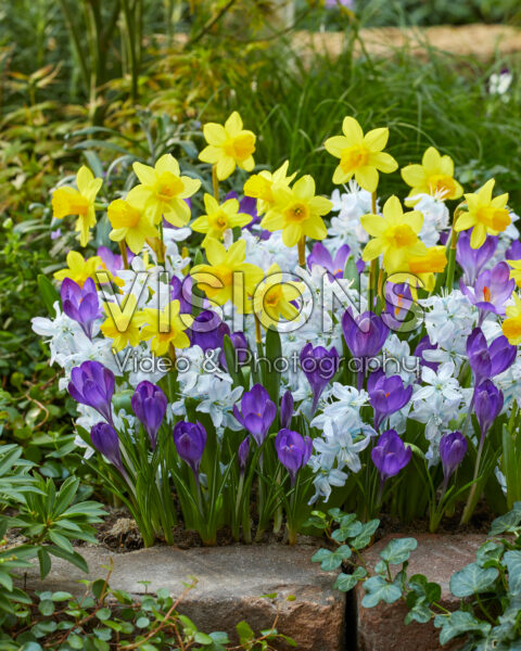 Mixed spring flowers Mixed spring flowers