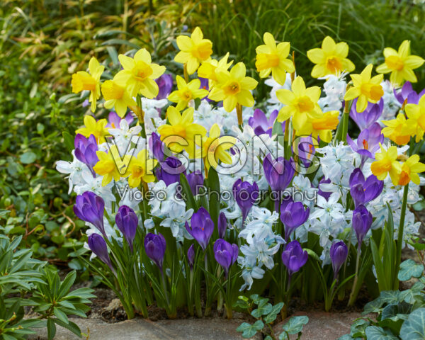 Mixed spring flowers Mixed spring flowers