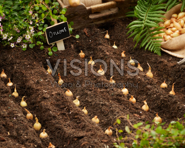 Onion sets Sturon Onion sets Sturon