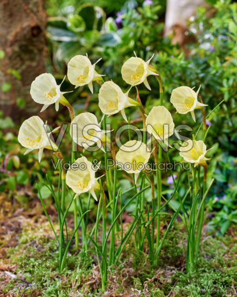Narcissus bulbocodium Spoirot Narcissus bulbocodium Spoirot