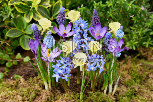 Early spring flower mix Early spring flower mix