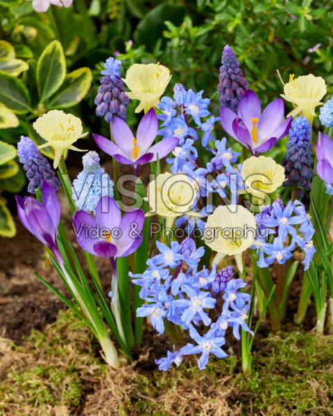 Early spring flower mix Early spring flower mix