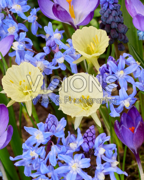 Early spring flower mix Early spring flower mix