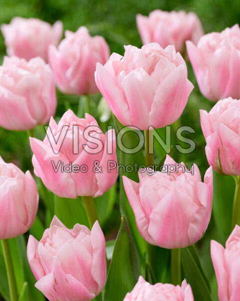 Tulipa Dreamer