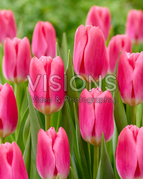 Tulipa Pink Velvet