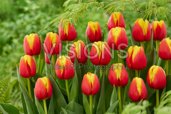 Tulipa Pride of Europe