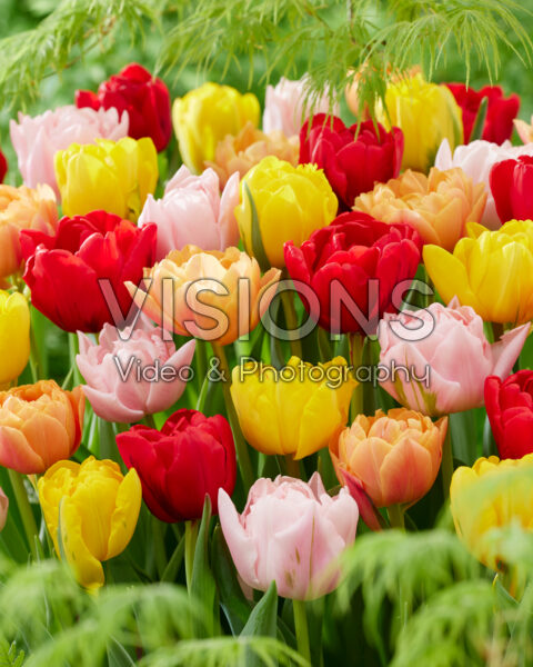 Tulipa double early blend