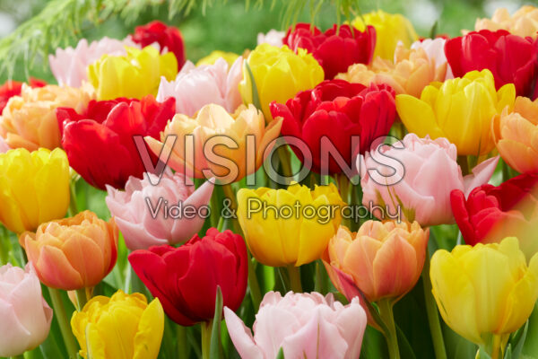 Tulipa double early blend