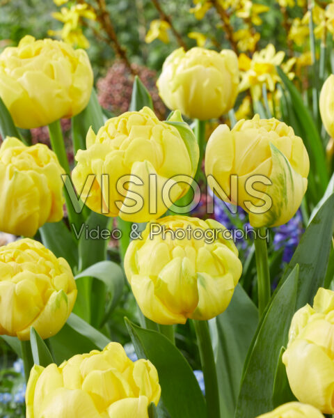 Tulipa Golden Jewel