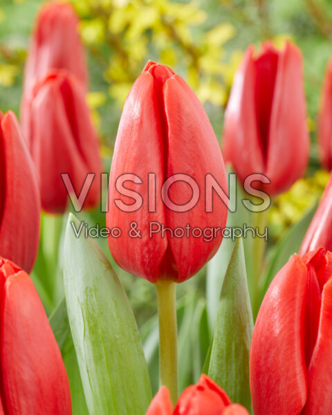 Tulipa Spot On Tulipa Spot On