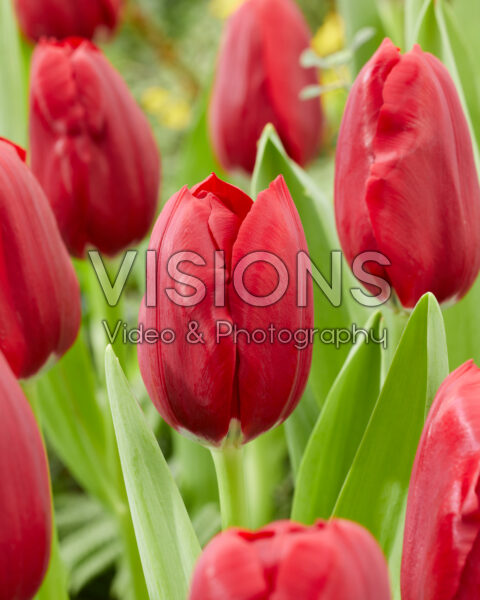 Tulipa Make a Wish