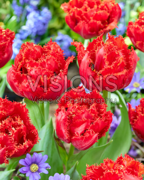 Tulipa Mi Amor Tulipa Mi Amor