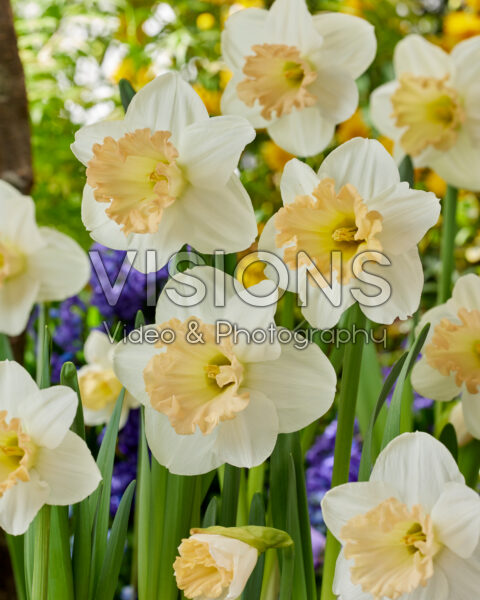 Narcissus Dutch Diva
