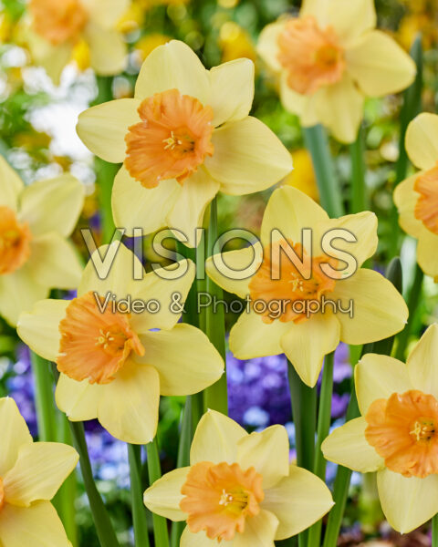 Narcissus Tropical Blond