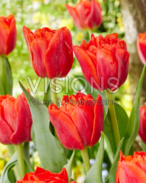 Tulipa Rockabilly