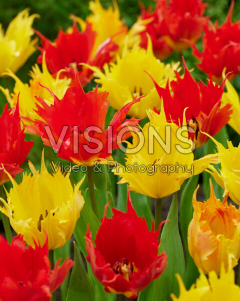 Tulipa Leo, Sunny Leo Tulipa Leo, Sunny Leo