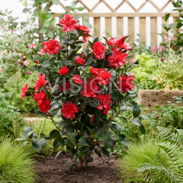 Camellia 1001 Summer Nights® Sinbad
