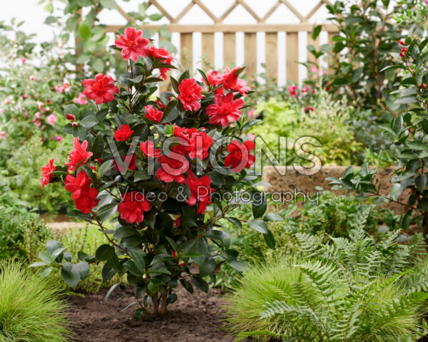 Camellia 1001 Summer Nights® Sinbad Camellia 1001 Summer Nights® Sinbad