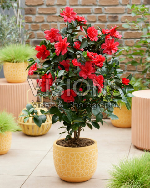 Camellia 1001 Summer Nights® Sinbad Camellia 1001 Summer Nights® Sinbad