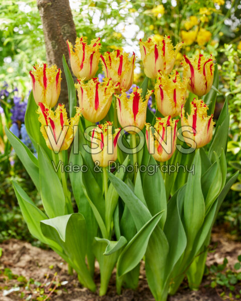 Tulipa Phantom Tulipa Phantom