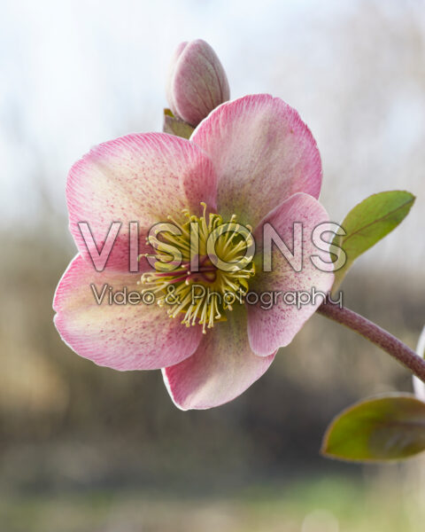 Helleborus Bayli's Blush Helleborus Bayli's Blush