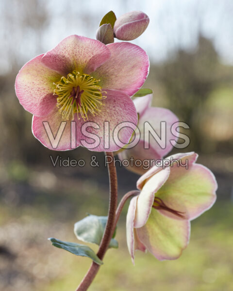 Helleborus Bayli's Blush Helleborus Bayli's Blush