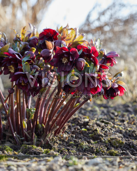 Helleborus double black