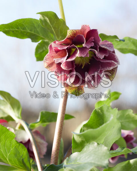 Helleborus orientalis Baroccoco Helleborus orientalis Baroccoco
