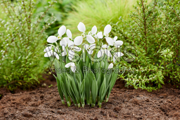 Galanthus elwesii Polar Bear Galanthus elwesii Polar Bear