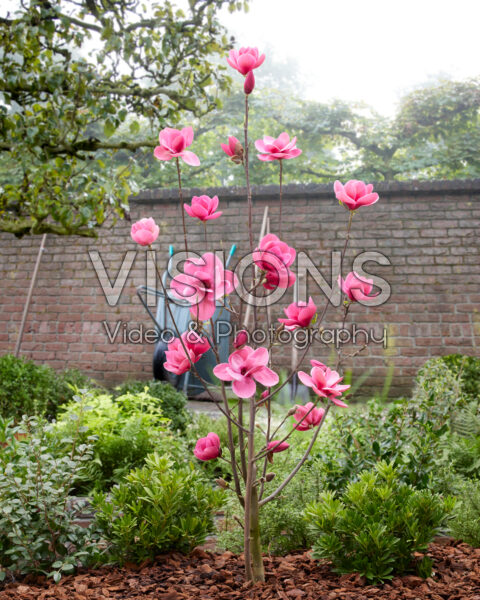 Magnolia Watermelon Magnolia Watermelon