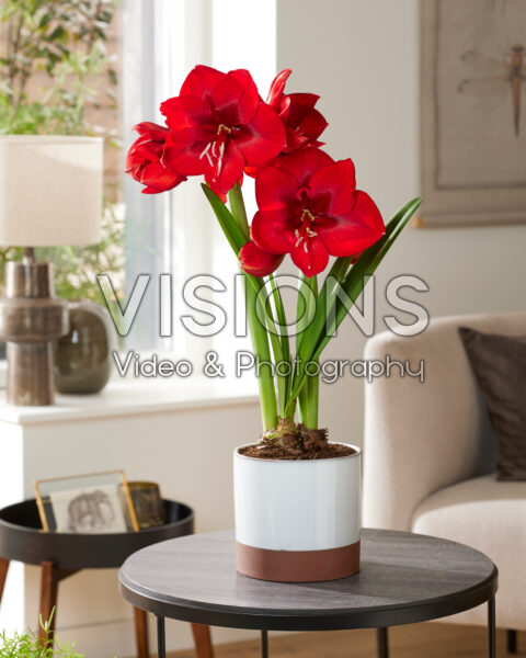 Hippeastrum Fire Ball