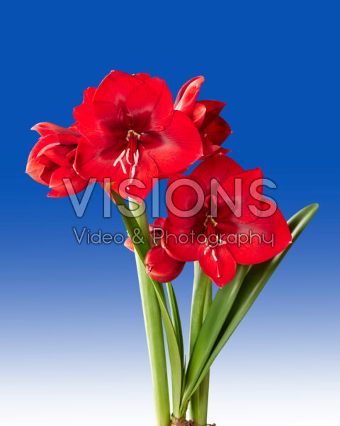 Hippeastrum Fireball Hippeastrum Fireball