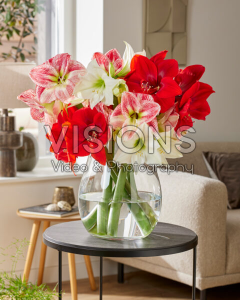 Amaryllis Spotted Queen, Red Cream, White Queen