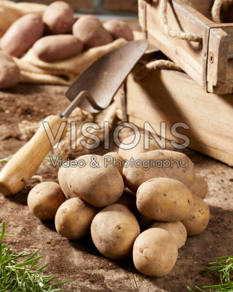 Solanum tuberosum Octa Solanum tuberosum Octa