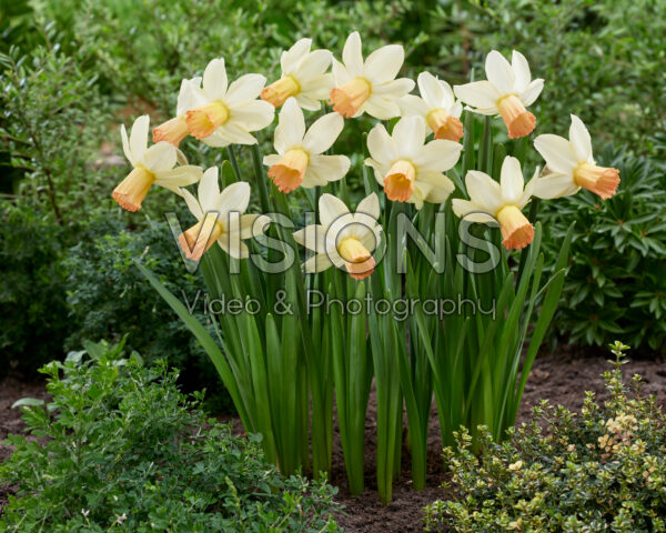 Narcissus Carice Narcissus Carice