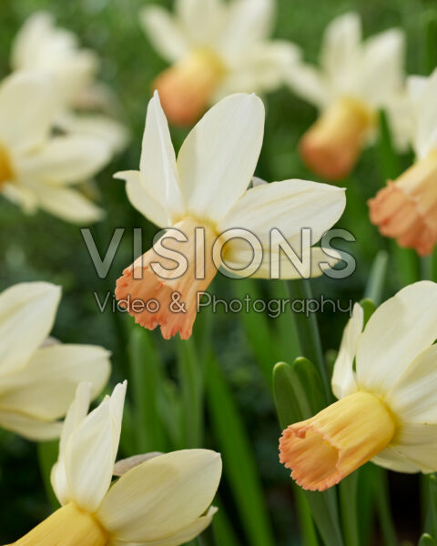 Narcissus Carice