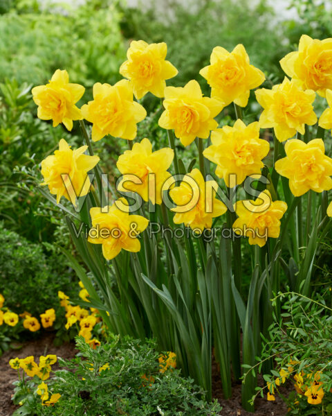 Narcissus Yellow Paradise