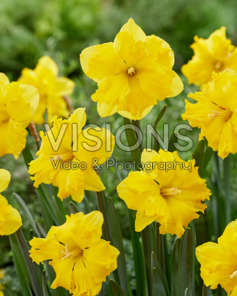 Narcissus YY Narcissus YY