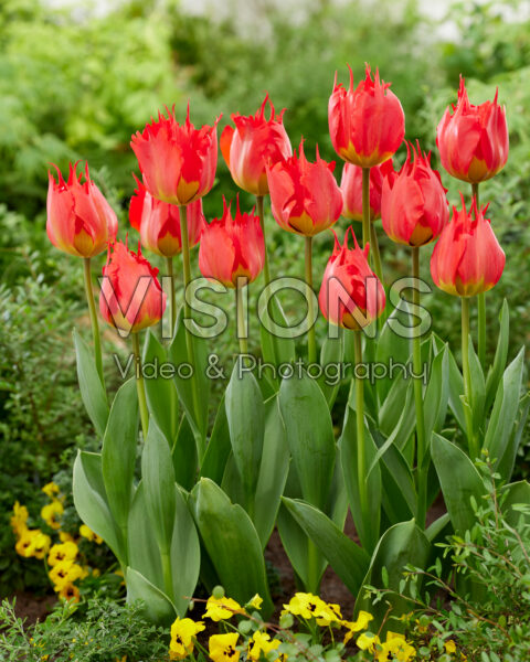 Tulipa Robbedoes