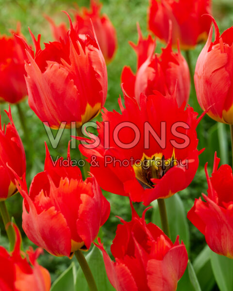 Tulipa Robbedoes