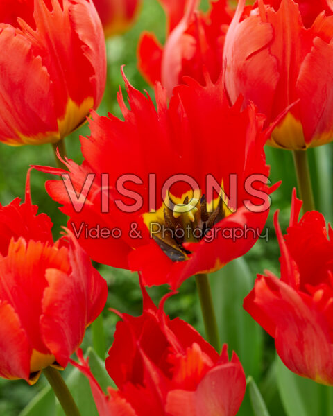Tulipa Robbedoes