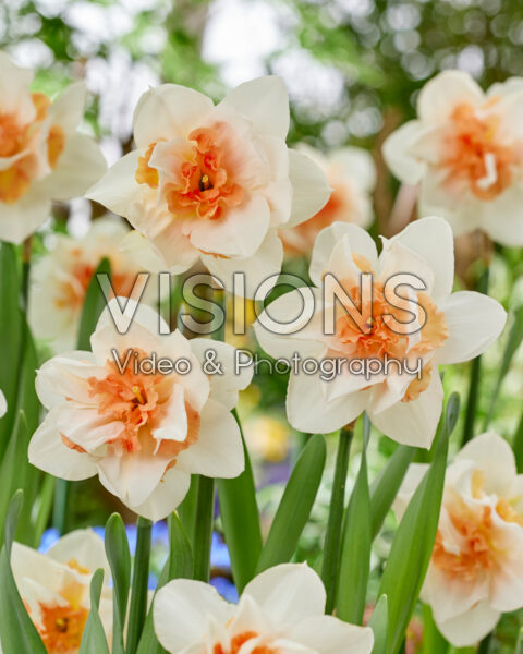 Narcissus Sweet Paradise