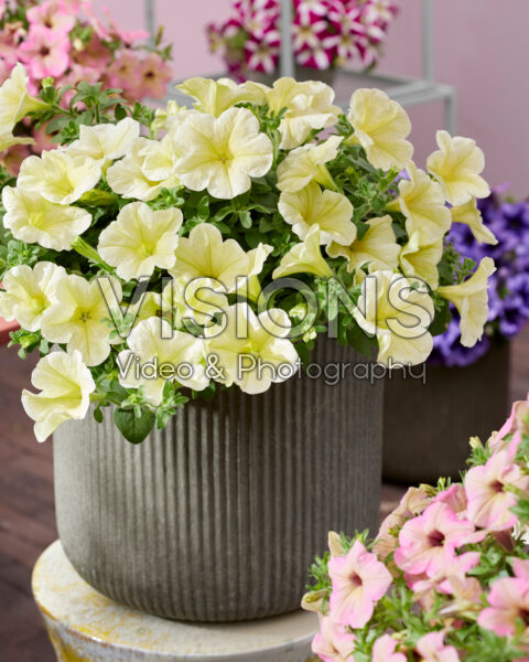 Petunia Tea Yellow Petunia Tea Yellow